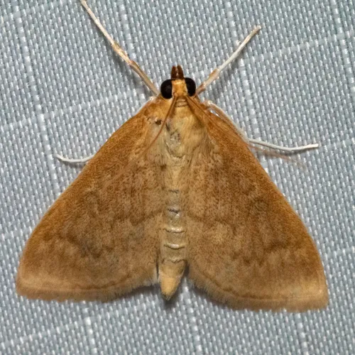 Framinghamia helvalis
