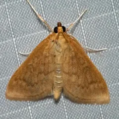 Framinghamia helvalis thumbnail 1
