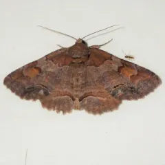 Washed-out Zale Moth thumbnail 3