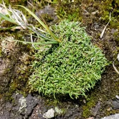 Greenland stitchwort thumbnail 4