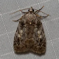 White-blotched Balsa Moth thumbnail 2