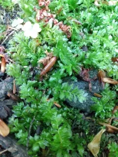 alpine thyme-moss thumbnail 2