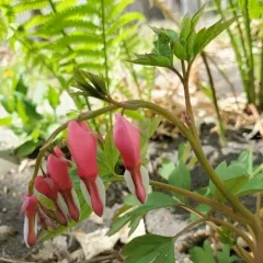Asian Bleeding-heart thumbnail 2