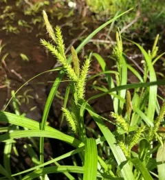 eastern rough sedge thumbnail 2