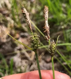 velvet sedge thumbnail 1