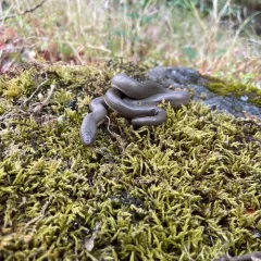 Northern Rubber Boa thumbnail 4