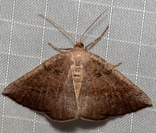 Tacparia atropunctata