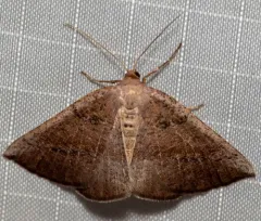 Tacparia atropunctata thumbnail 1