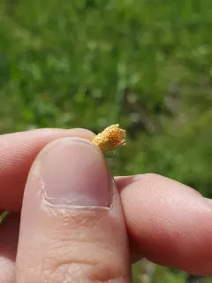 Puccinia andropogonis thumbnail 2