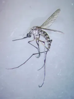 Provoking Mosquito thumbnail 2
