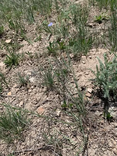 Meadow Flax