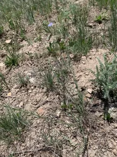 Meadow Flax thumbnail 1