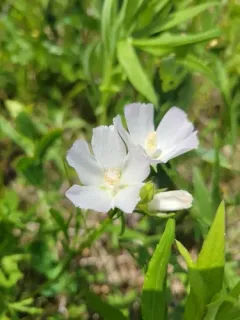 light poppymallow thumbnail 3