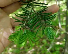 Balsam Twig Aphid thumbnail 4