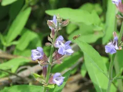 Viper's Bugloss Small-Mason thumbnail 1