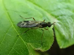 Xylophagus gracilis thumbnail 3