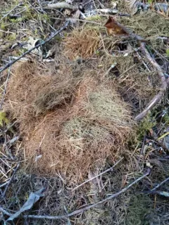 Red Tree Vole thumbnail 2