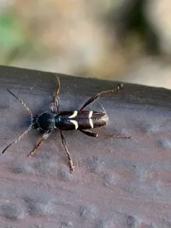 Clytus canadensis thumbnail 2