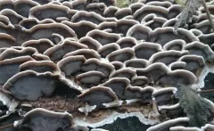 Smoky polypore thumbnail 5