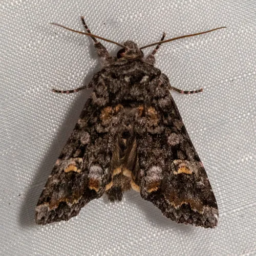 Otter Spiramater Moth