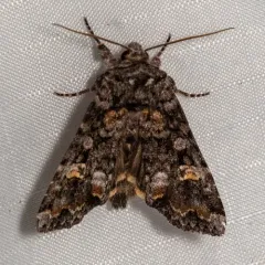 Otter Spiramater Moth thumbnail 1