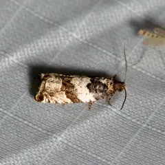 Willow-and-poplar Leafroller thumbnail 2