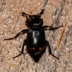 Pustulated Carrion Beetle thumbnail 2