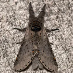 Gray Furcula Moth thumbnail 3