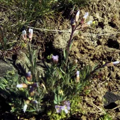 Cusick rockcress thumbnail 2