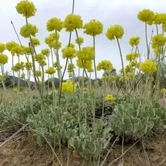 cushion buckwheat thumbnail 4