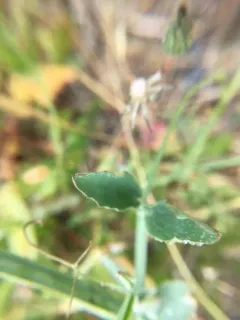 Tangier Pea thumbnail 4