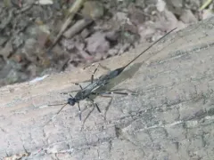 Xorides stigmapterus thumbnail 1