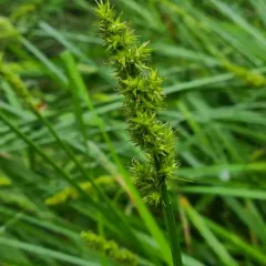 awl-fruited sedge thumbnail 4