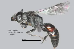 Didineis nodosa thumbnail 2
