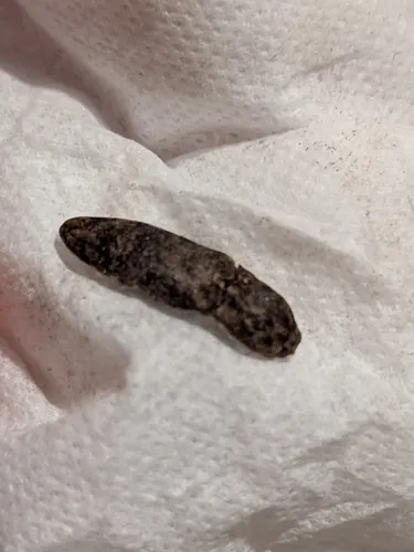 Marbled Click Beetle
