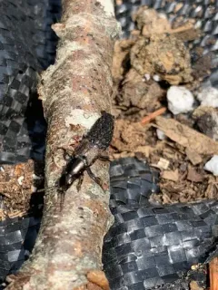Platydracus praelongus thumbnail 3