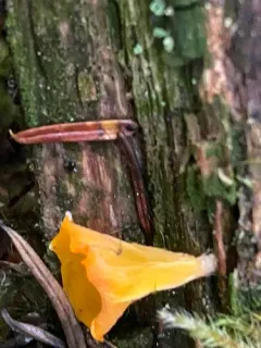 Dacrymyces chrysocomus thumbnail 2