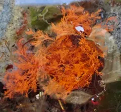 Dasysiphonia japonica thumbnail 1