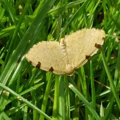 Three-spotted Fillip thumbnail 3