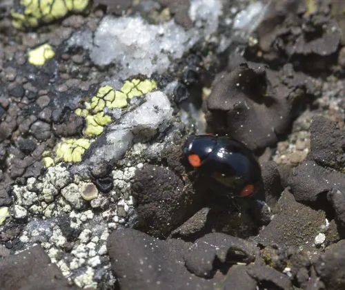 Bigeminate Sigil Lady Beetle
