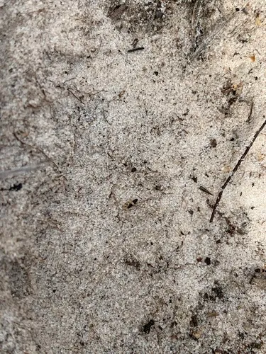 Entomobrya bicolor