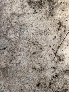Entomobrya bicolor thumbnail 1