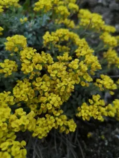 American Alyssum thumbnail 4