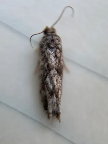 Gretchena watchungana