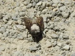 Tabanus subniger thumbnail 2