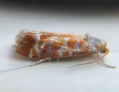 European Pine Shoot Moth thumbnail 2