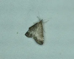Udea inquinatalis thumbnail 2