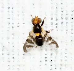Cherry fruit fly thumbnail 2