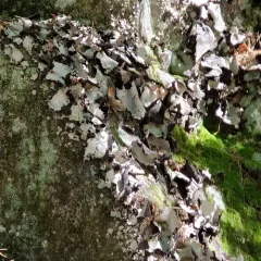 Frosted Rock Tripe thumbnail 3