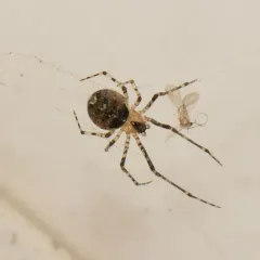 False Pirate Spider thumbnail 2